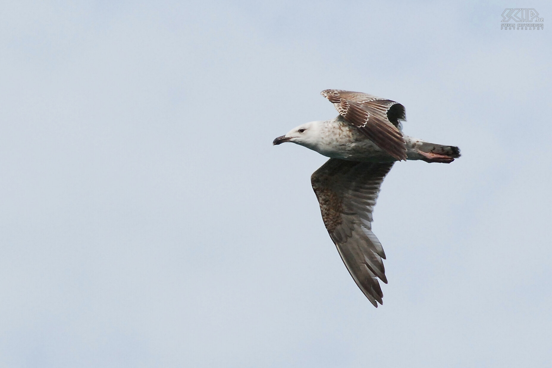 Sakrisøy - Mantelmeeuw Een mantelmeeuw (larus marinus) in de vlucht. Stefan Cruysberghs